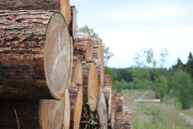 Log stack at Dalby Forest