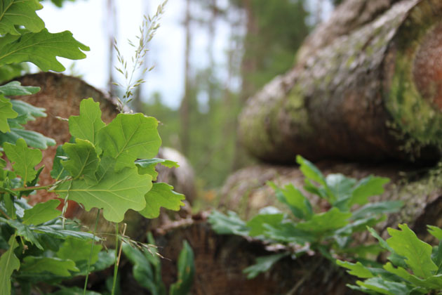 Oak saplings at Dalby Forest