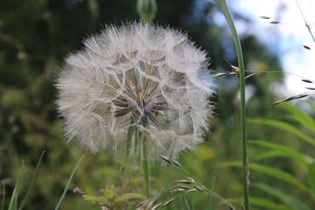 Seed head of Meadow Goat's Beard