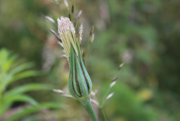 Seeds beginning to form