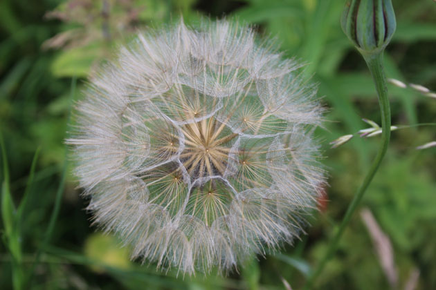 Shepherd's clock seedhead of Meadow Salsify