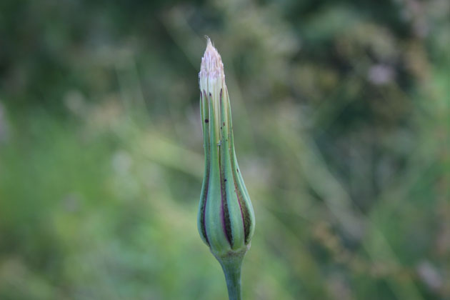 Stem of wildflower Meadow Salsify