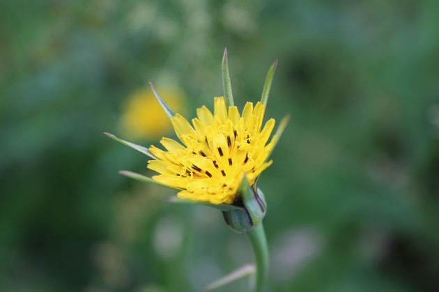 Flower of Meadow Goat's Beard