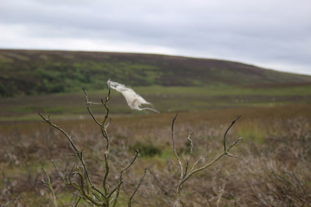 sheep's wool caught on heather stubble