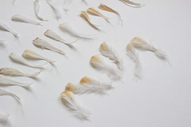 Barn Owl feathers