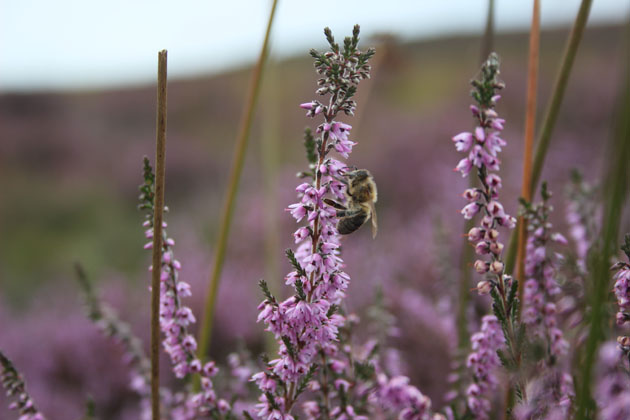 Bee in the heather