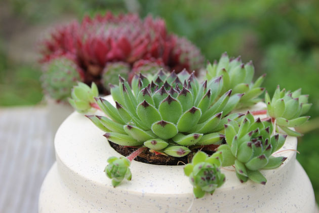 Semps planted in a stone pot