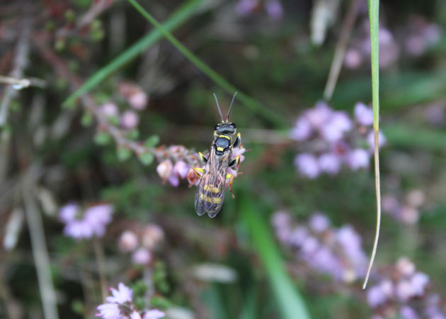 Wasp in the heather