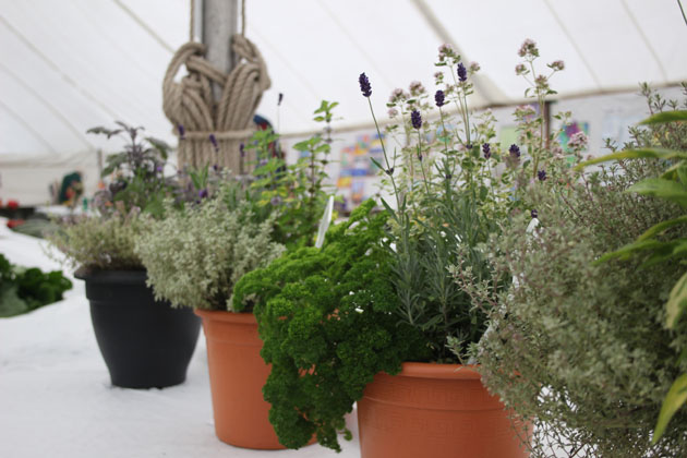 Herb pots at Rosedale Show