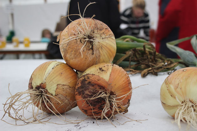 Onions at Rosedale Show