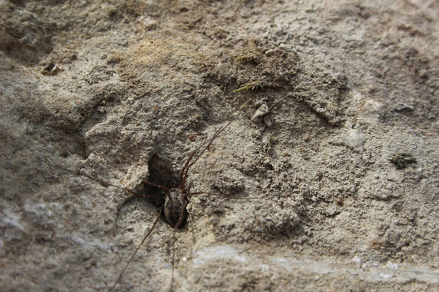 Spider on stone