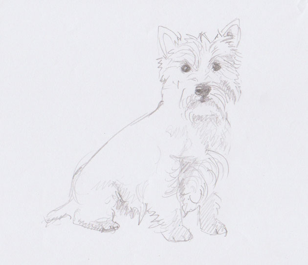 Westie sketch