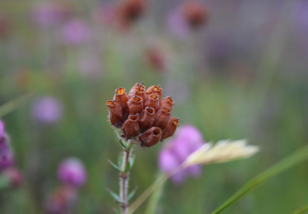 Bell Heather flower head