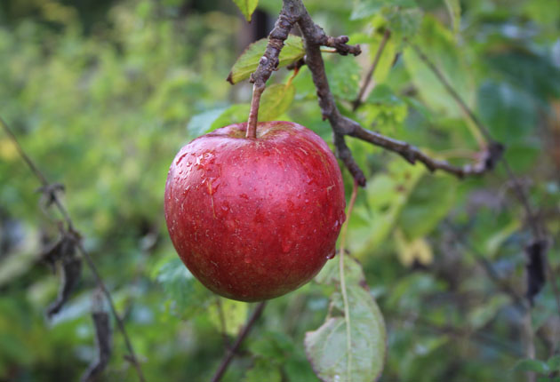 Apples ripe for picking