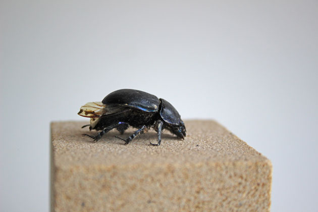 Dor Beetle