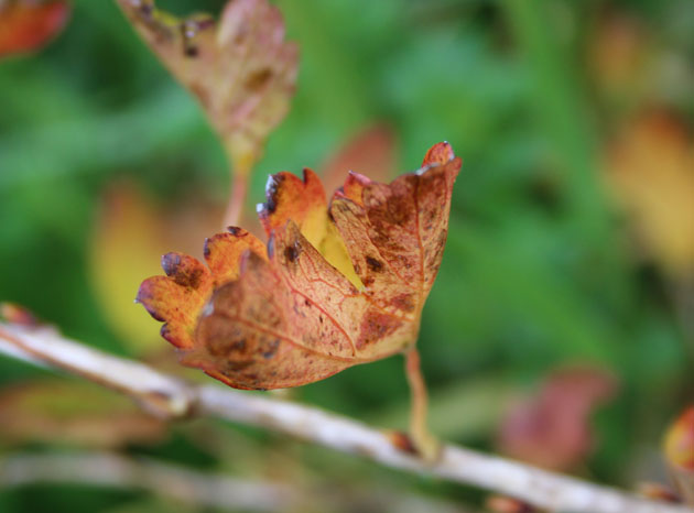 gooseberry leaf