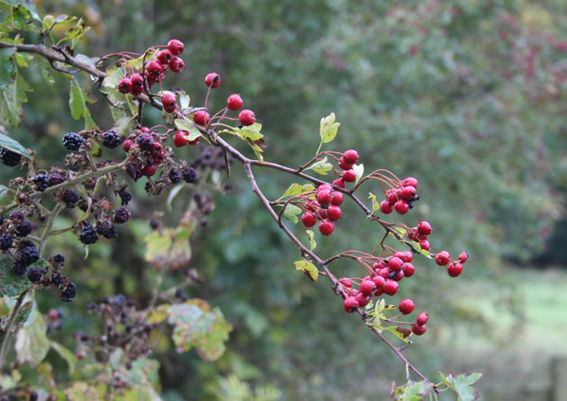 Hawthorn berries