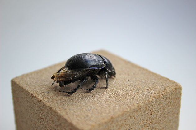 The 'Lousy Watchman' beetle