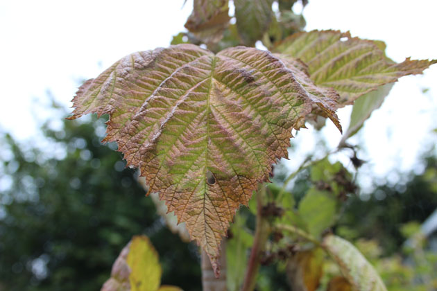 raspberry leaf