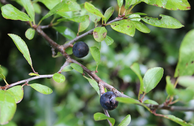 The sloes fattten and ripen