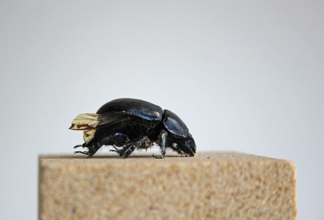 the-dor-beetle-known-as-the-lousy-watchman