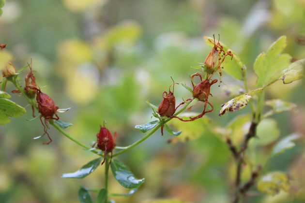 flowers turning to seeds