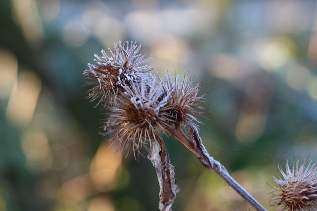 Burdock in the frost