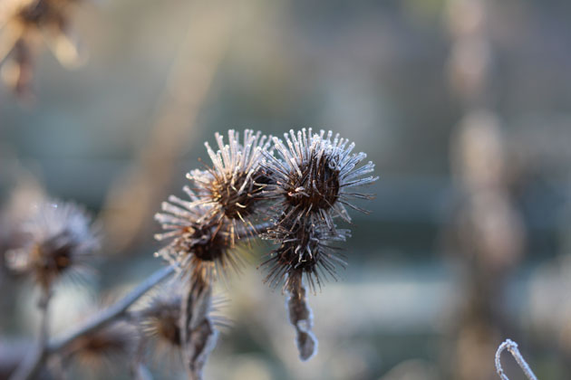 Burdock or fox's clote