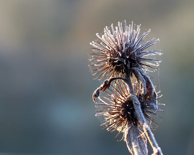 Frosted Burdock bur