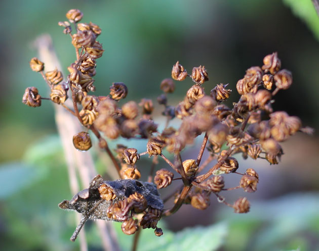 meadowsweet seeds