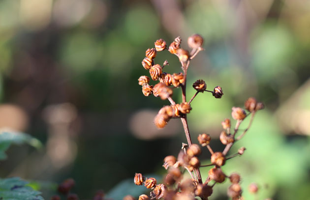 meadowsweet seeds