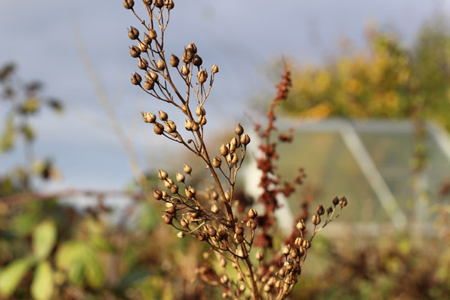 seed heads