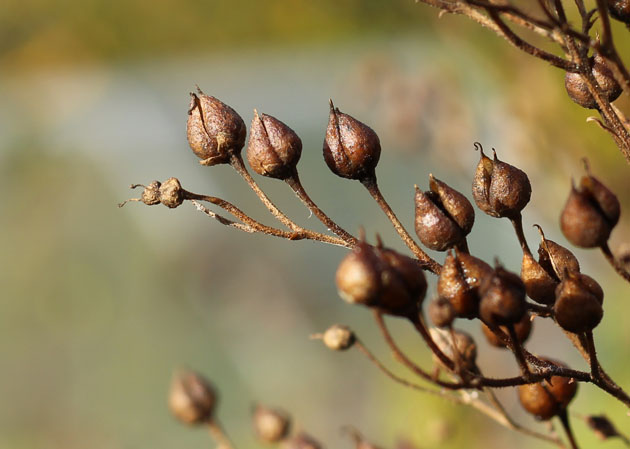 seeds