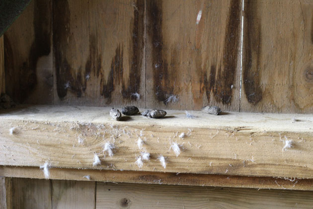 A kestrel perch in my workshop