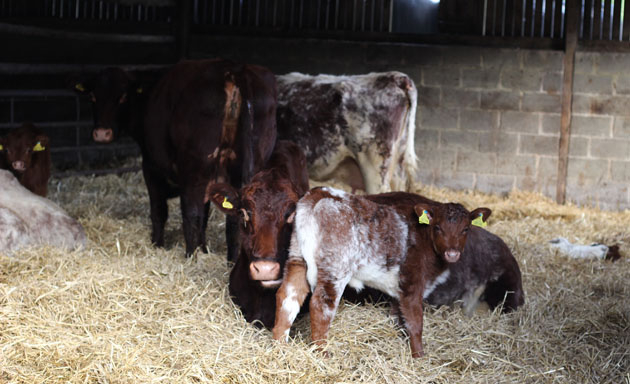 Beef Shorthorn cows and calves