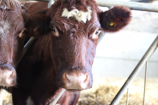 Beef Shorthorn cows