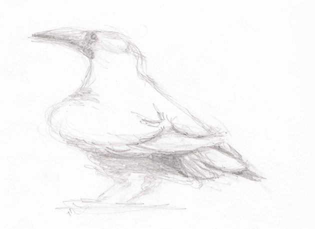 Crow sketch