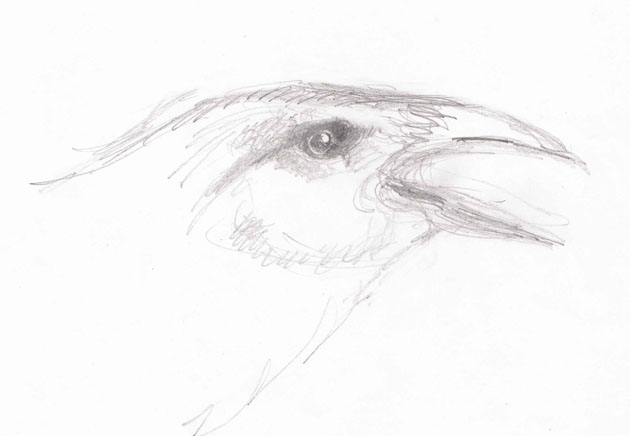 Crow sketch for sculpture