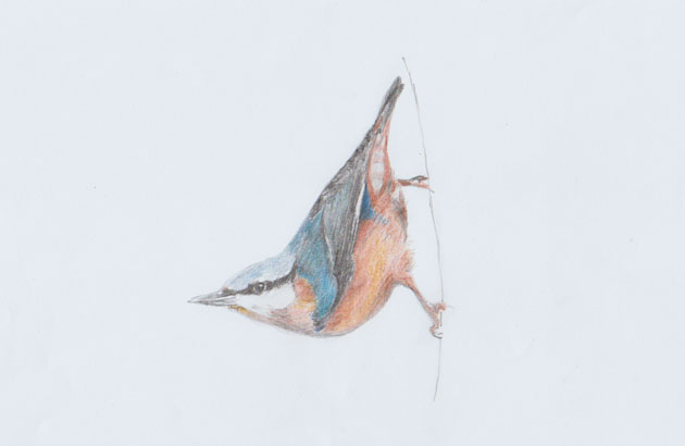 Nuthatch Sketch