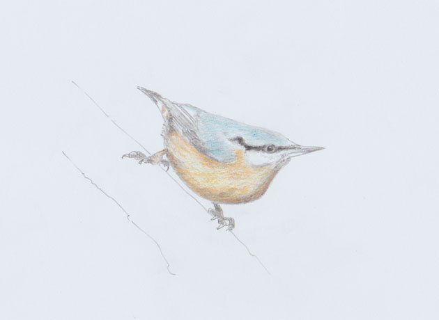 Nuthatch sketch 