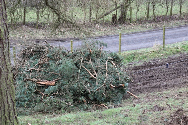 branches being winches to the fire