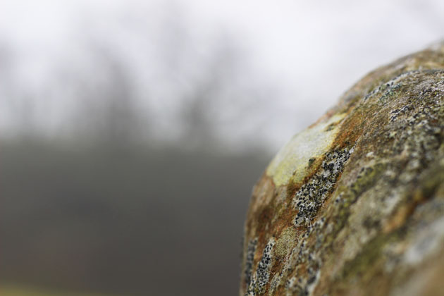 Lichen covered stone in the fog