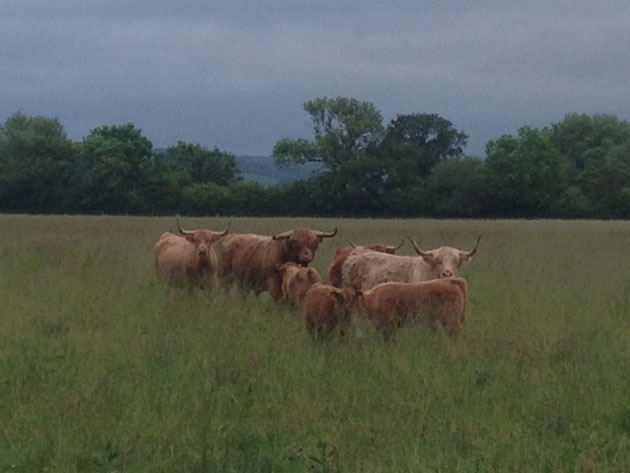 Doodale Highlanders herd