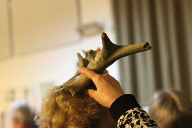 Red deer antler frontlet found at Star Carr mesolithic site in North Yorkshire