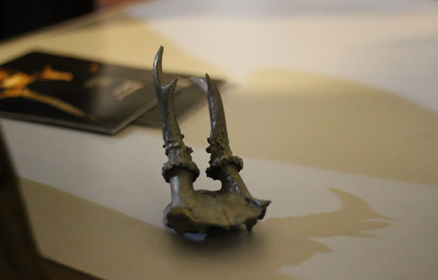 Roe Deer antler frontlet found at Star Carr