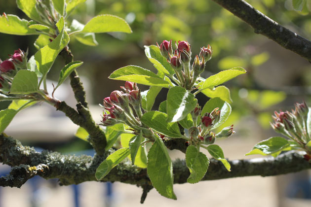 Apple blossom