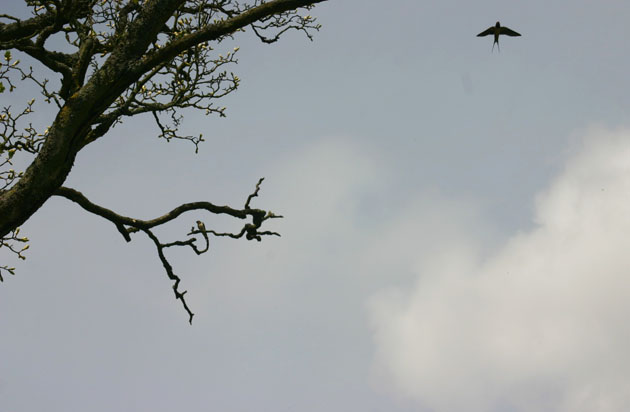 First swallow