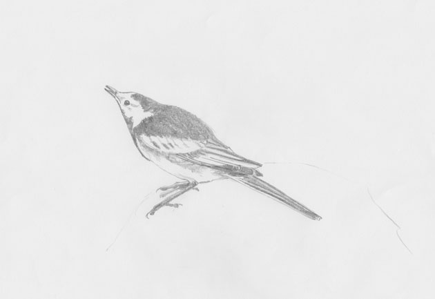 Pied Wagtail displaying