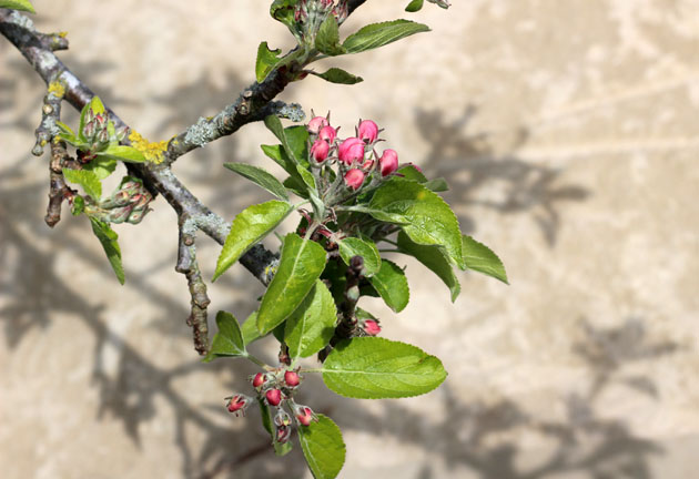 Shadows on stone from apple blossom