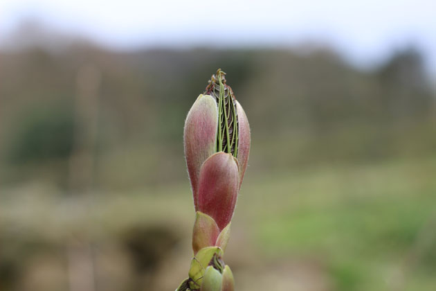 Sycamore leaf bud